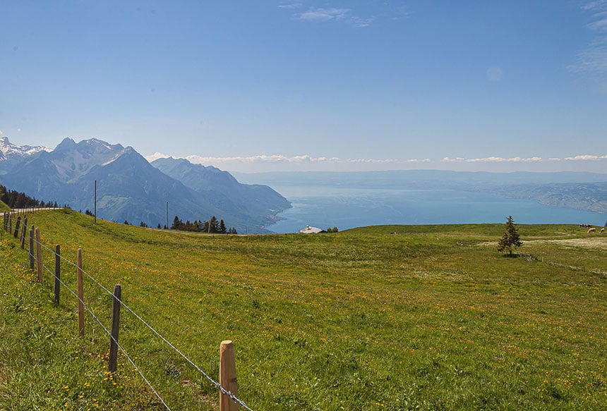 8 Most Popular Types of Fencing | Types of Fences | Different Styles of Fencing | Fences for Yard 4 Barbed wire fence